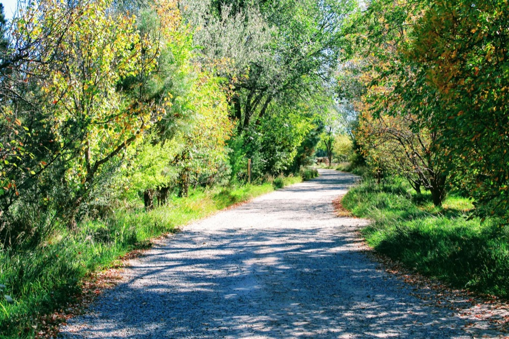 A gravel path lined with trees in autumn color